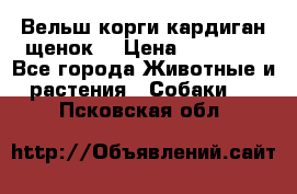 Вельш корги кардиган щенок  › Цена ­ 35 000 - Все города Животные и растения » Собаки   . Псковская обл.